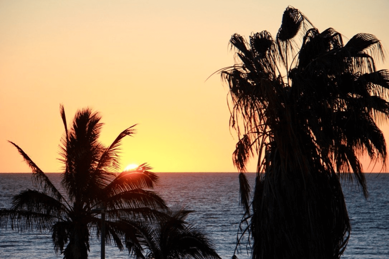 Palms