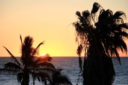 Palms
